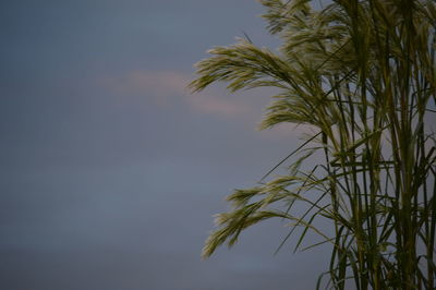 Low angle view of palm tree against clear sky