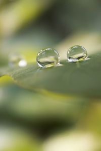 Close-up of water drops on leaf