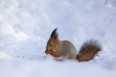 Squirrel sits in snow and eats nuts in winter snowy park. winter color of animal.