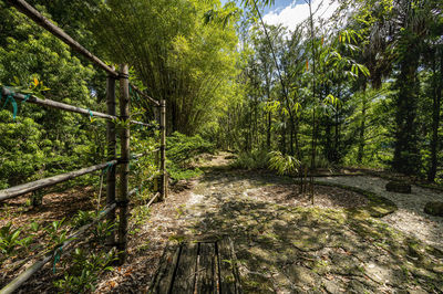 Footpath amidst trees in forest