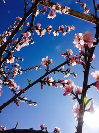 Low angle view of apple blossoms in spring