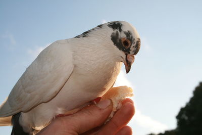 Close-up of hand holding bird against sky