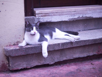 Portrait of cat relaxing on staircase