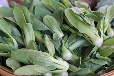 Close-up of plants