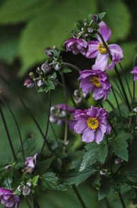 Close-up of purple flowers blooming outdoors