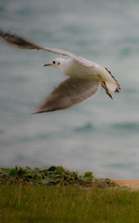 Close-up of bird flying over lake against sky