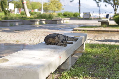 View of a cat resting on grass