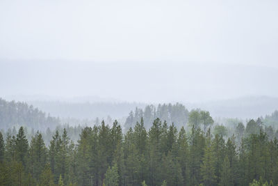 Trees in forest against sky