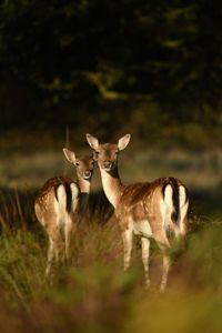 Deer in forest