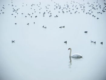 Flock of swans swimming in lake