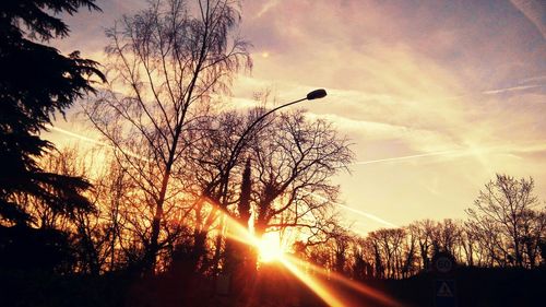 Silhouette of trees at sunset