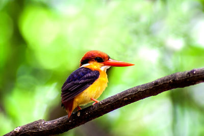 Close-up of bird perching on branch