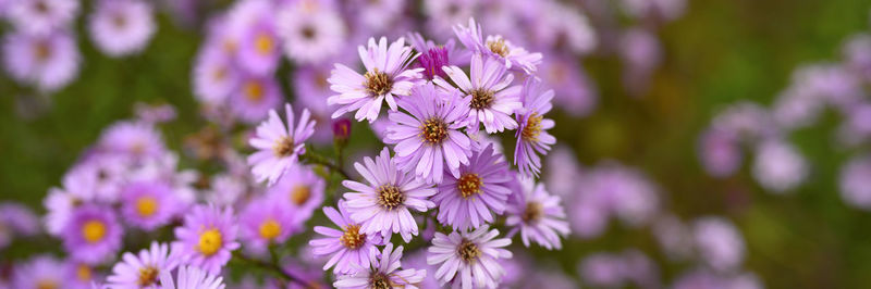 Autumn flowers aster novi-belgii vibrant light purple color in full bloom in the garden. banner