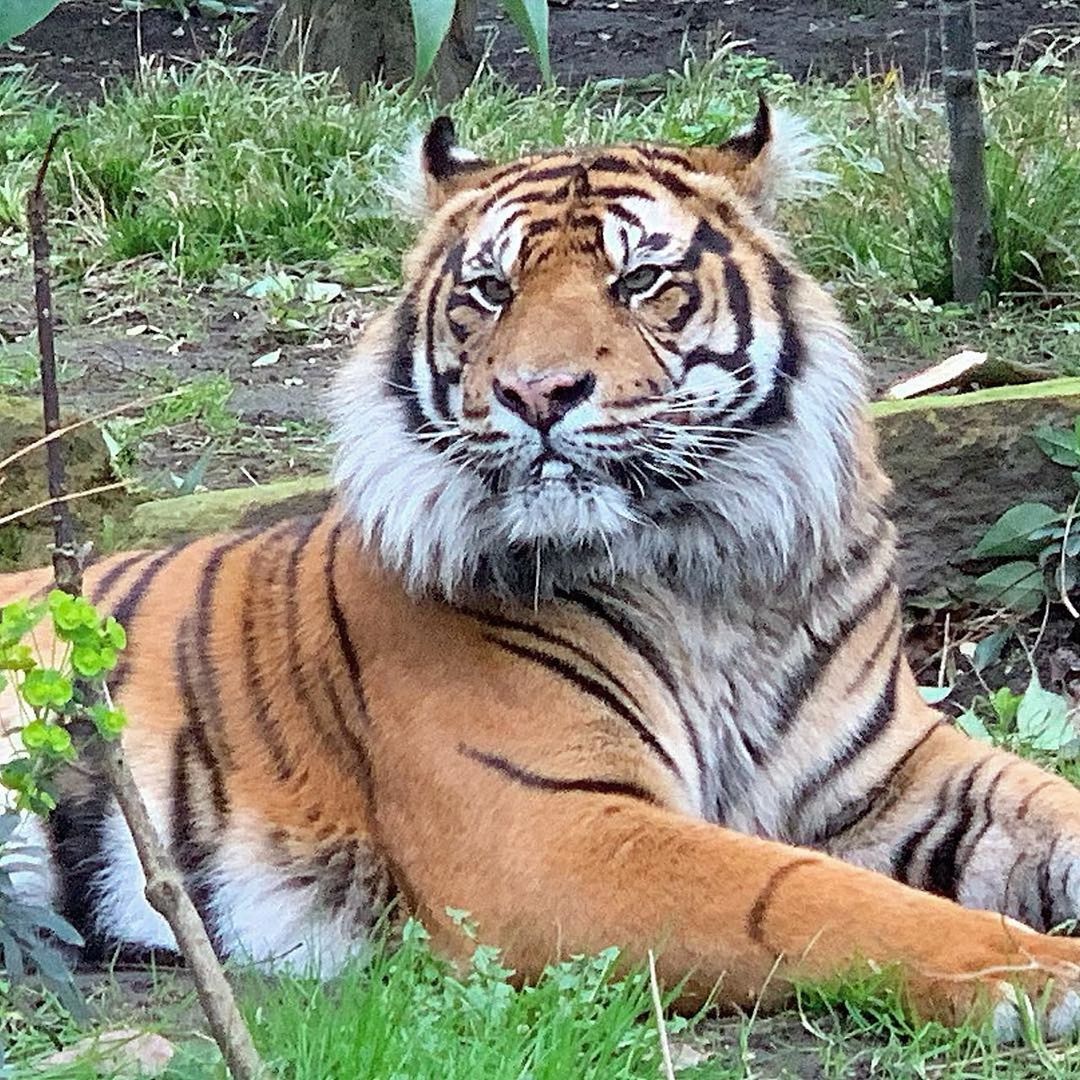 PORTRAIT OF A TIGER ON A LAND