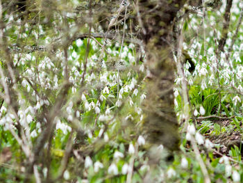 Close-up of plants against trees