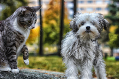 Portrait of dogs in park