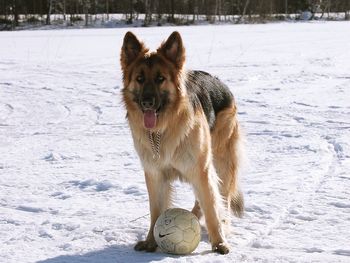 Portrait of german shepherd with soccer ball on snow