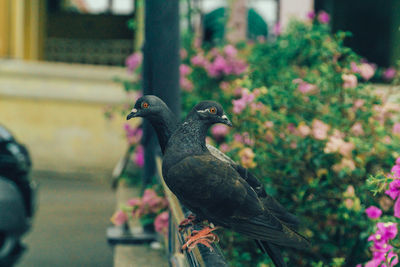 Close-up of birds perching on railing