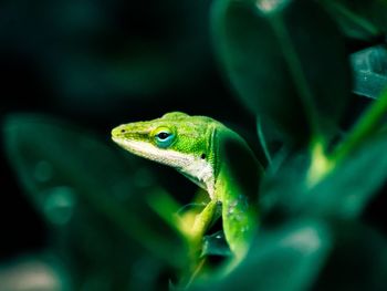 Close-up of lizard