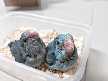High angle view of two birds
