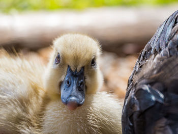 Close-up portrait of young duckling outdoors