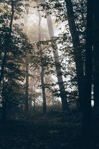 Trees in forest