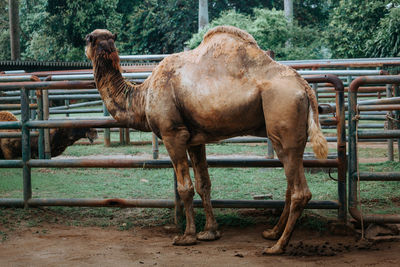 Camel standing on field