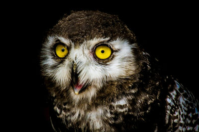 Close-up portrait of owl