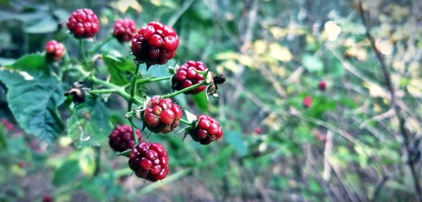 Close-up of red berries growing on tree