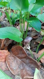 High angle view of dry leaves on field