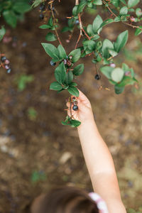 Close-up of hand holding fruit on tree