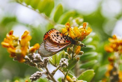 Close-up of butterfly pollinating on flower