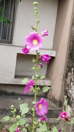 Pink flowers blooming against window