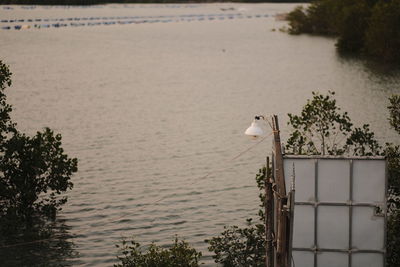 Seagull perching on a tree