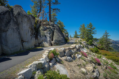 Trees and rocks against clear blue sky