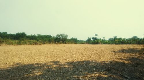 Scenic view of field against clear sky