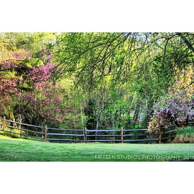 transfer print, tree, grass, growth, green color, auto post production filter, field, nature, beauty in nature, tranquility, park - man made space, clear sky, tranquil scene, fence, day, green, grassy, outdoors, scenics, branch