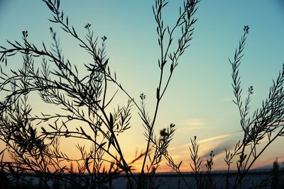 Silhouette plants against sky during sunset