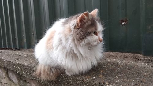 Close-up of cat sitting outdoors