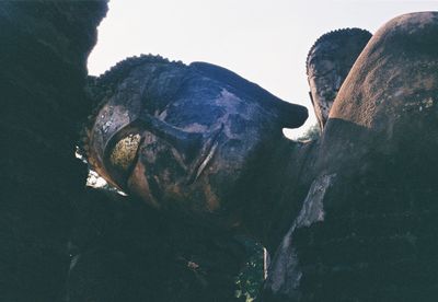 Close-up of turtle on rock against sky