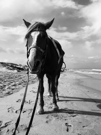 Horse standing on beach against sky