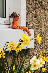 Close-up of yellow flowering plant against wall