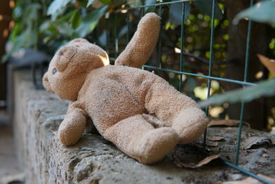 Abandoned teddy bear on surrounding wall