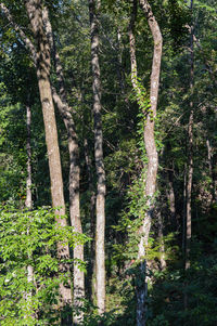 Pine trees in forest