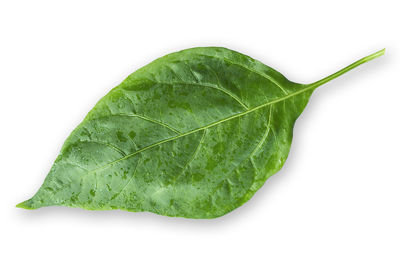 Close-up of green leaf on white background