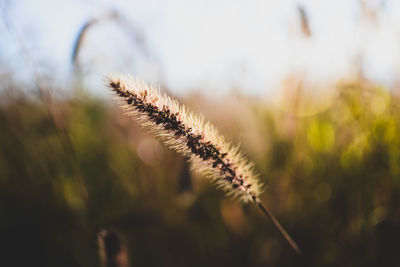 Close-up of stalks on field against blurred background