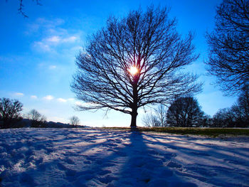 Bare tree on snow covered field against sky