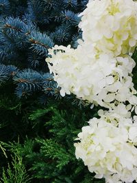 Close-up of white flowers