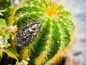 Close-up of butterfly on flower