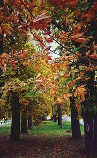 Trees in autumn